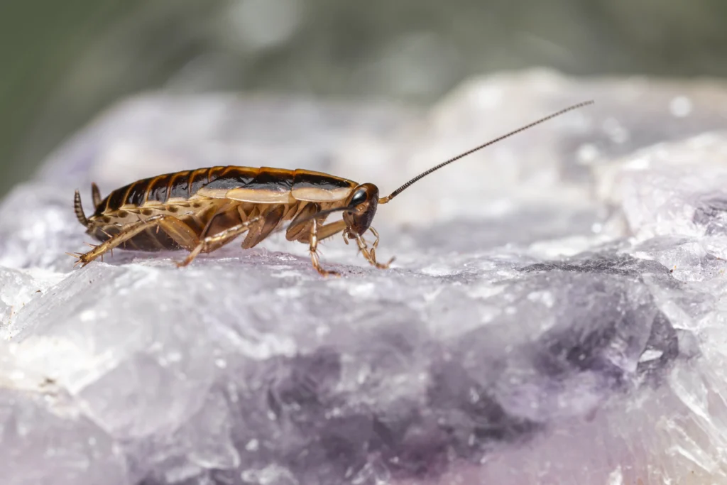 Seasonal Pest Activity in Navi Mumbai