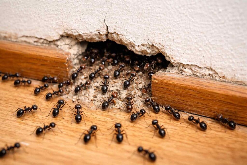 Ants Coming From Wall Cracks